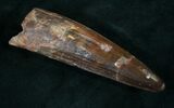 Spinosaurus Tooth - Gorgeous Preservation! #9072-1